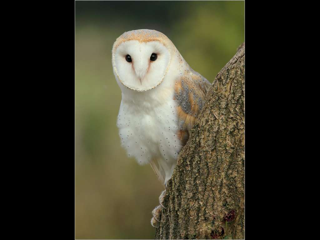 Barn Owl by Alan Andrew ... Score 19