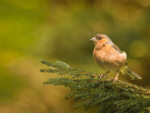 Chaffinch - Gail Johnson