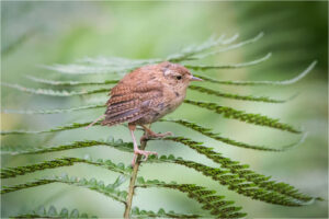 Eurasian Wren - Roger Donallon