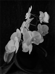 Floral Elegance
