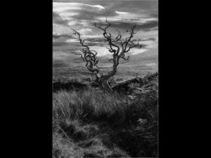 Gnarled Tree