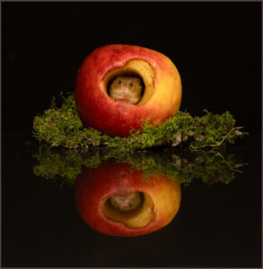 Harvest feast - Gail Johnson