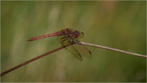 Immature Common Darter Dragon Fly - Heather Birds