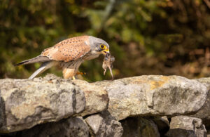 Kestrel with mouse - Gail Johnson