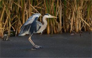 On Frozen Pond - Steven Birds