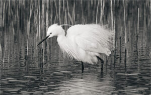 Wind Swept Little Egret