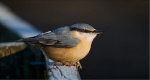 Nuthatch