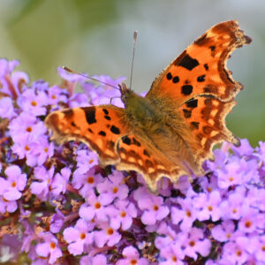 Comma butterfly